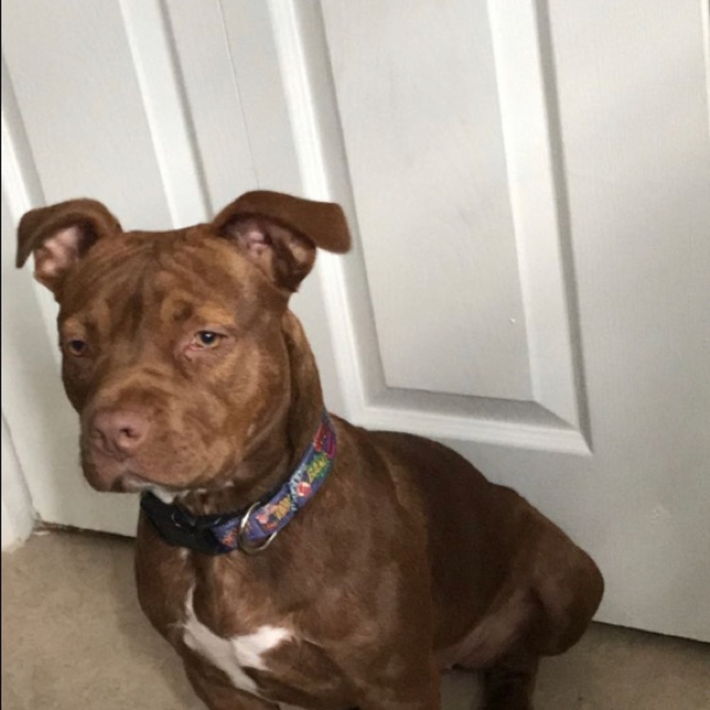 Meet your Posher, Marley